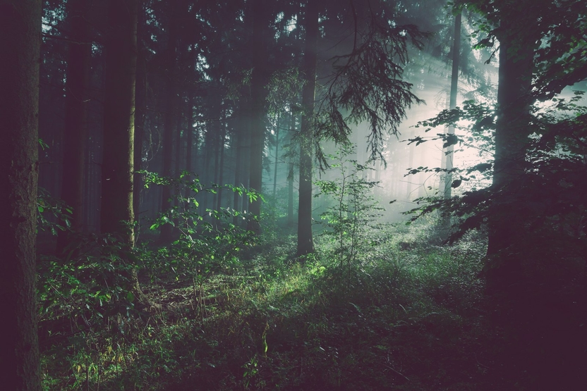 Mystischer Wald im Jagdrevier des Grafen Jakob