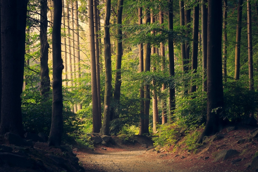 Waldweg zur ehemaligen Försterei Hohelist im Pfälzerwald